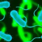 sea bacteria