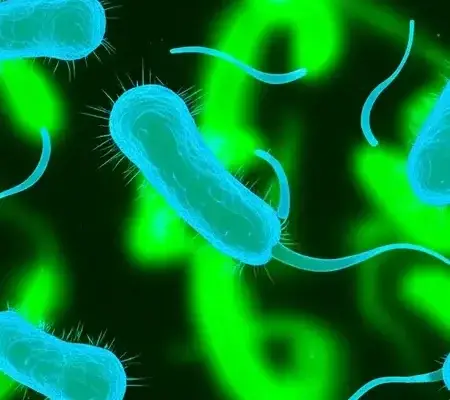 sea bacteria