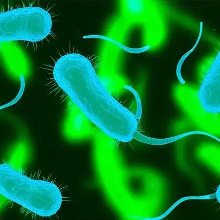 sea bacteria